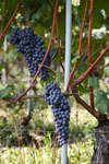 vindruvor091002-34.jpg