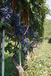 vindruvor091002-37.jpg