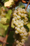 vindruvor091002-74.jpg