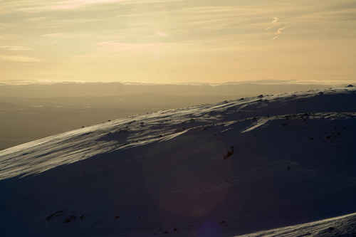Vit vinter