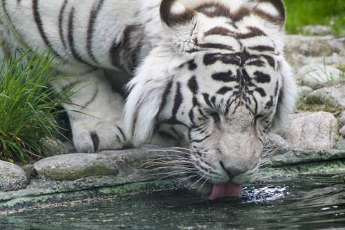 Vit tiger dricker