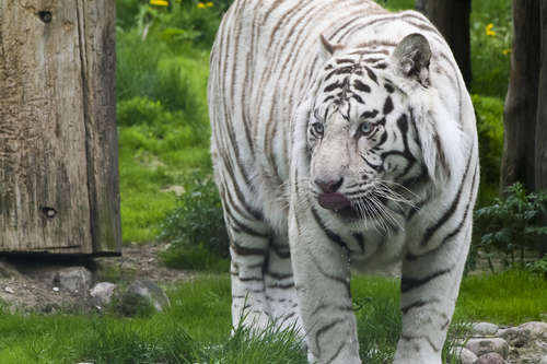 Vit tiger