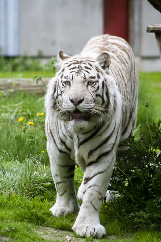 Vit tiger