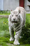 vittiger111021-4.jpg