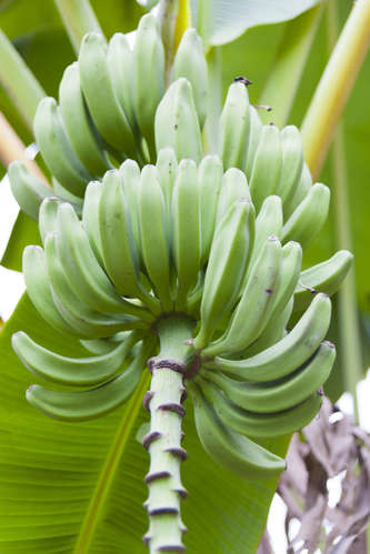 Bananer