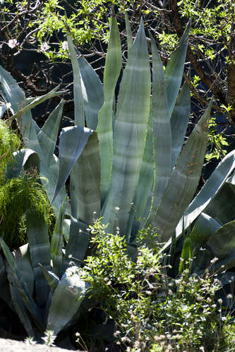 Agave