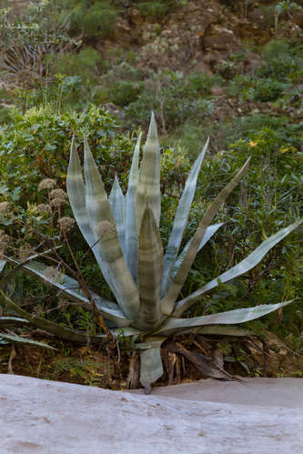 Agave