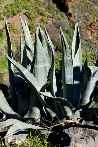Agaveplanta