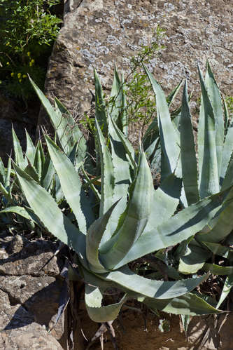 Agaveplanta