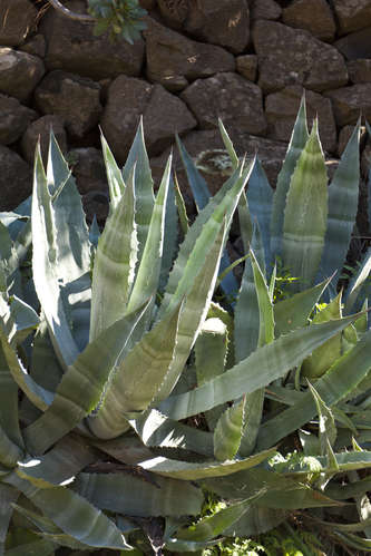Agave