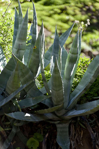 Agaveplanta