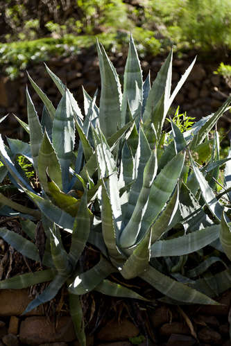 Agave