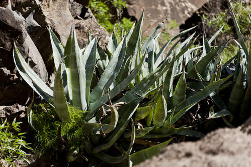 Agave