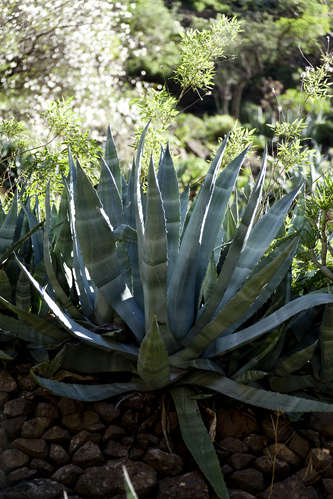 Agave
