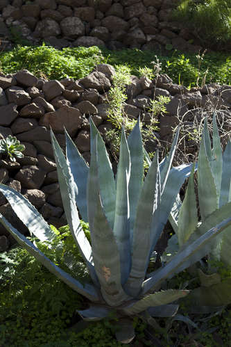 Agave