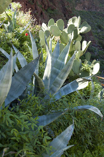 Agave