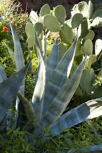 Agave