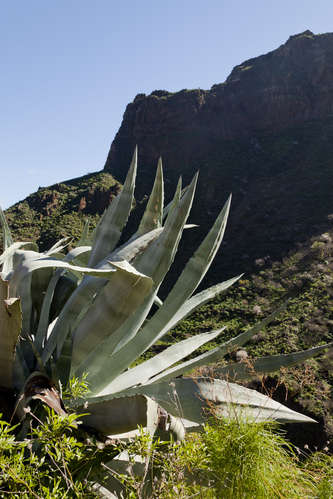 Agave bland berg