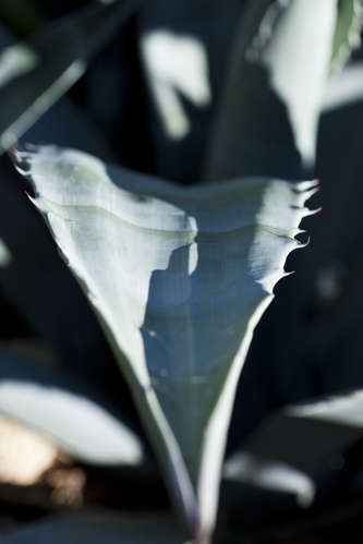 Agave