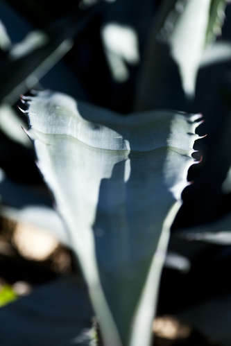 Agave
