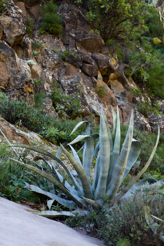 Agaveplanta