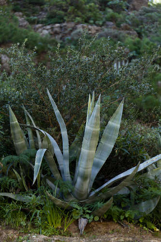 Agave