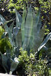 agave110126-1.jpg