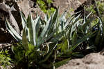 agave110126-2.jpg