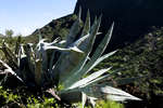 agave110126-3.jpg