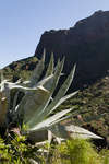 agave110126-4.jpg