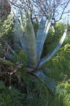 agave110126-5.jpg