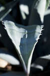 agave110126-6.jpg