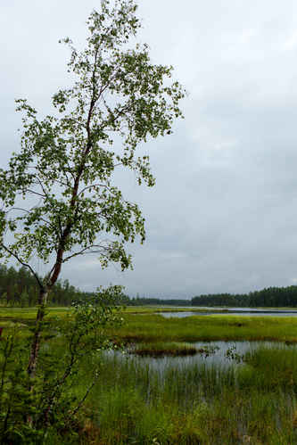 Tjärn