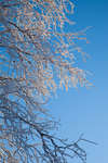alvdalen2008-44.jpg