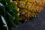 ananas080501-4.jpg