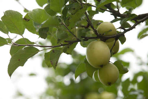 Äpple