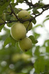 apple-01.jpg