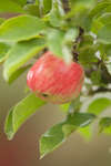 apple-04.jpg