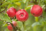 apple-05.jpg