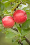 apple-06.jpg