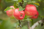 apple-07.jpg