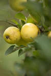 apple-08.jpg