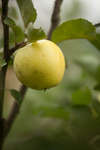 apple-09.jpg