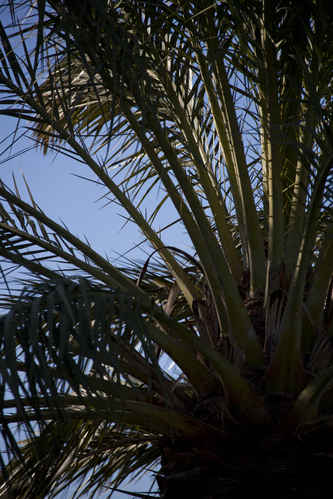Palm