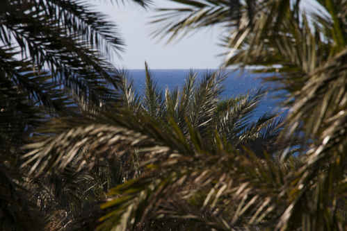 Palm