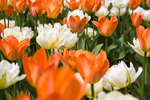 bilder080504-3.jpg