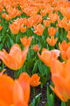 bilder080504-6.jpg