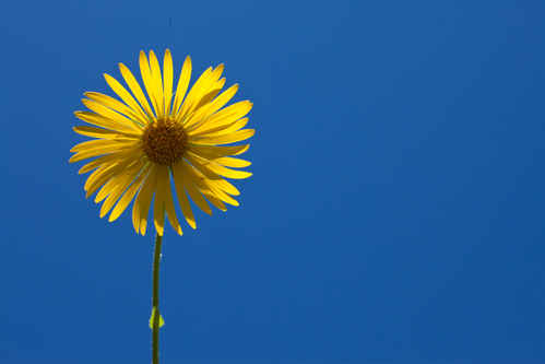 Gul blomma
