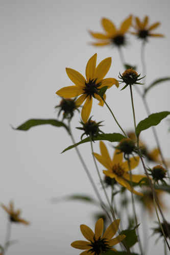 Blommor