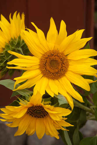 Solros